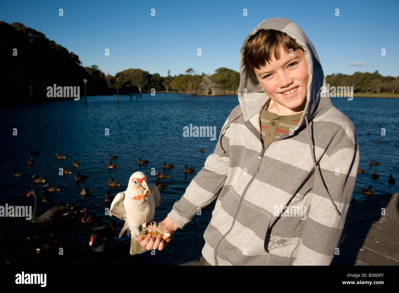 Ten Year old boy feeding a Corella Centennial Parkland Sydney New South Wales Australia Stock Photo
