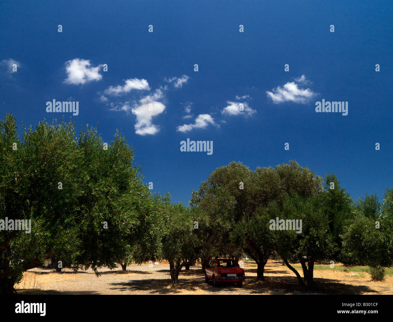 Olive Trees and Red Cat Pythagorian Samos Greece Stock Photo