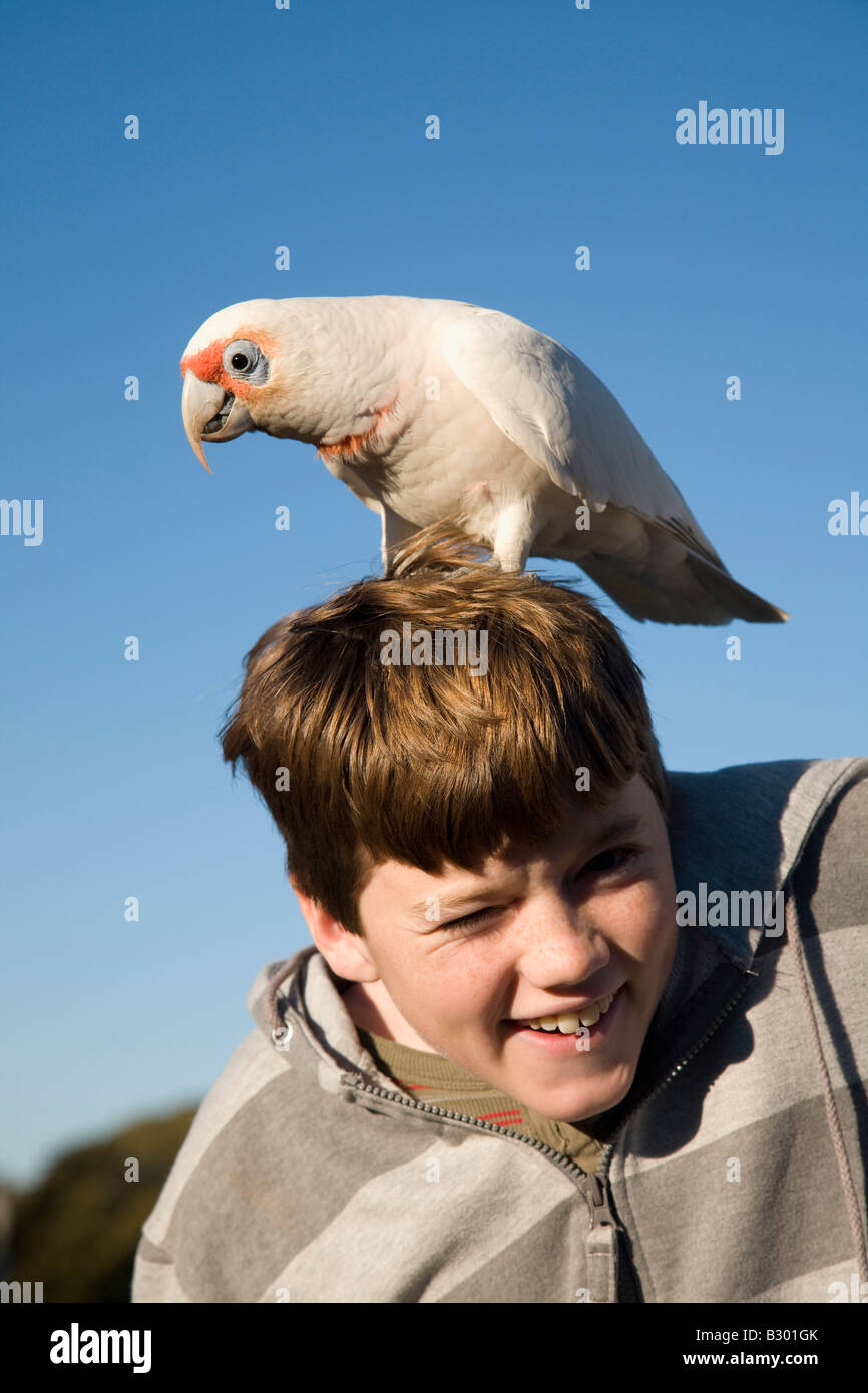 Ten Year old Boy with a Corella on his head Centennial Parkland Sydney New South Wales Australia Stock Photo