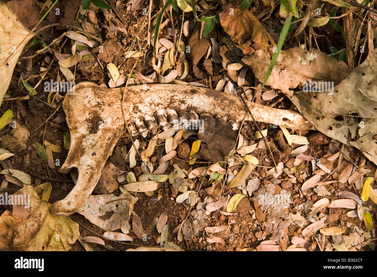 A jaw bone, probably from a spotted deer is seen during a tiger census. Stock Photo
