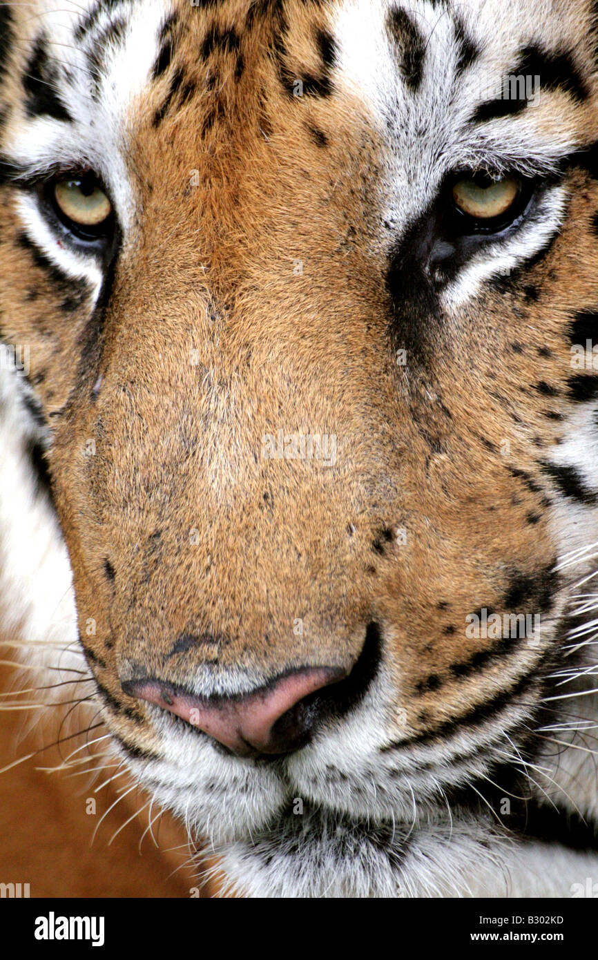The face of an Indian tiger (Panthera tigris). It is in Bannerghatta National Park in Karnataka, southern India. Stock Photo