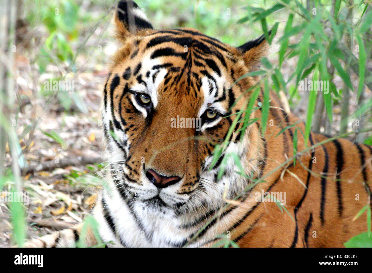 A tiger (Panthera tigris) in Bannerghatta National Park in Karnataka, India. Stock Photo