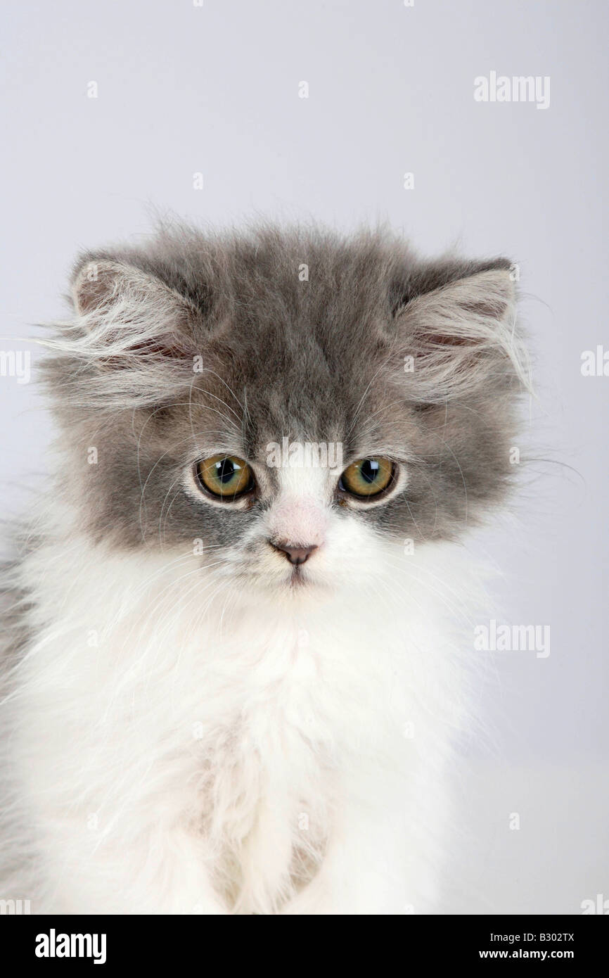 Persian Cat kitten Stock Photo Alamy