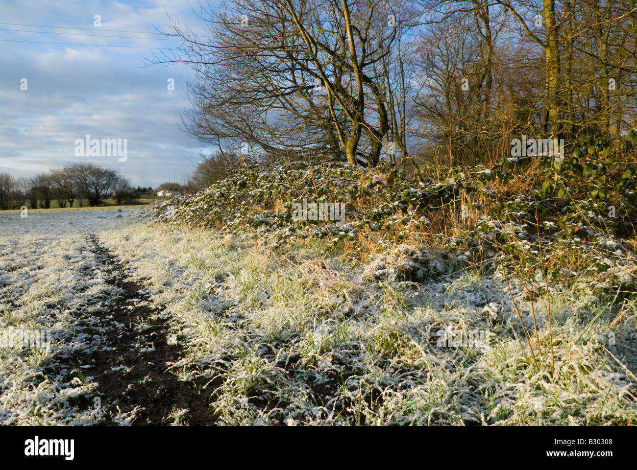 Frost on grass and blackberry bushes, farmland, Biggin Hill, Kent