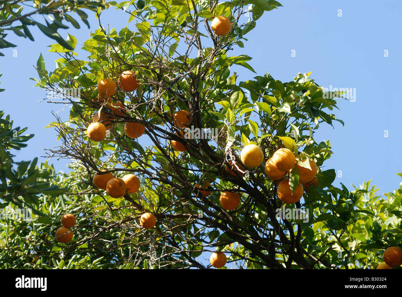orange tree, Croatia Stock Photo Alamy