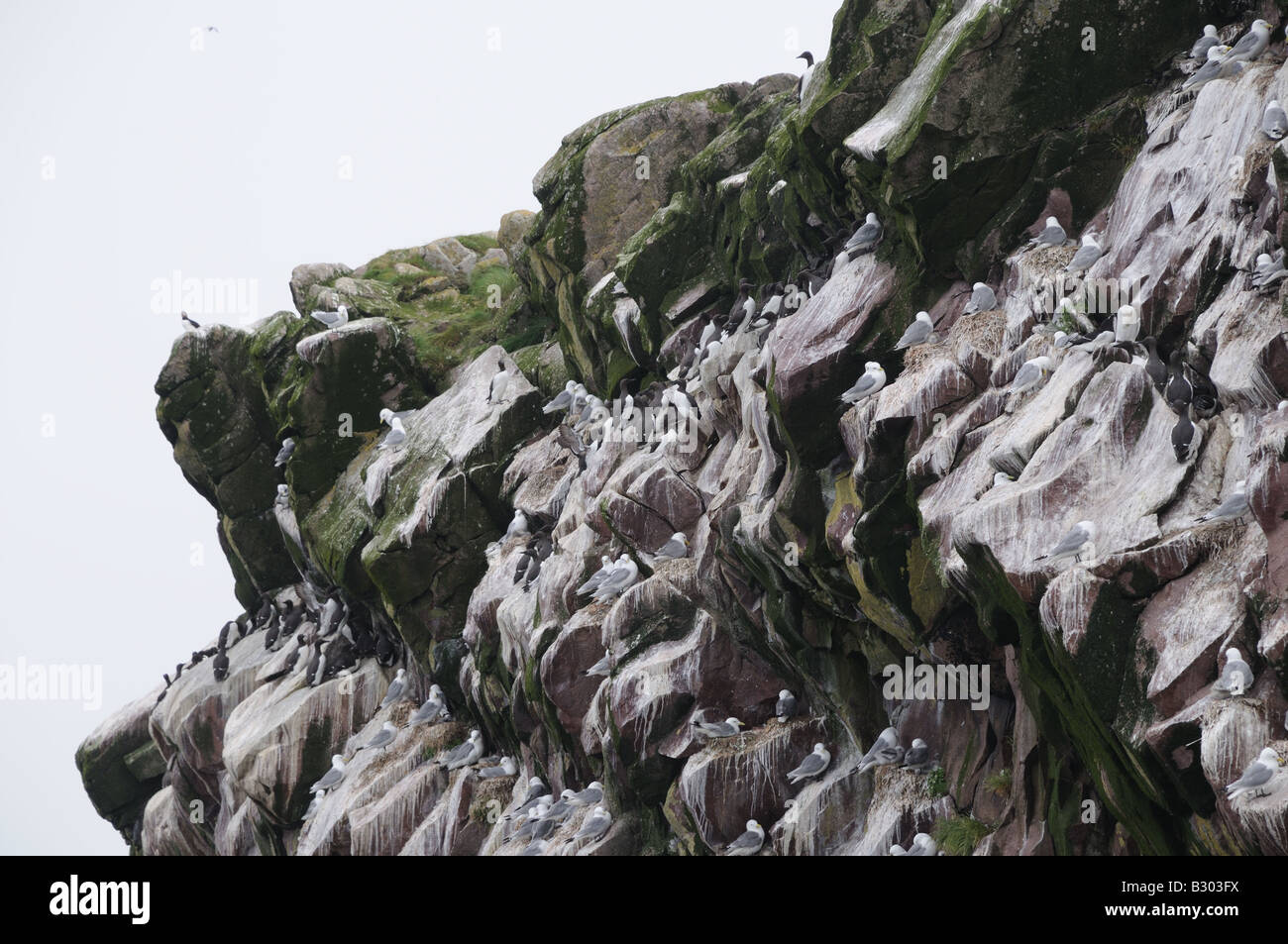 Kittiwakes and murres in the Witless Bay Ecological Reserve on the Avalon peninsula south of St.  John's, Newfoundland. Stock Photo