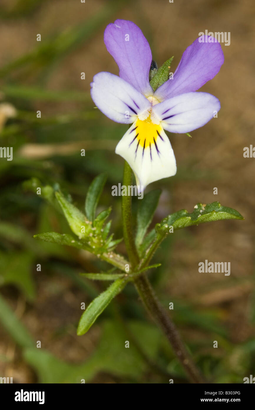 Wild Pansy (Viola tricolor) on sand dune Stock Photo