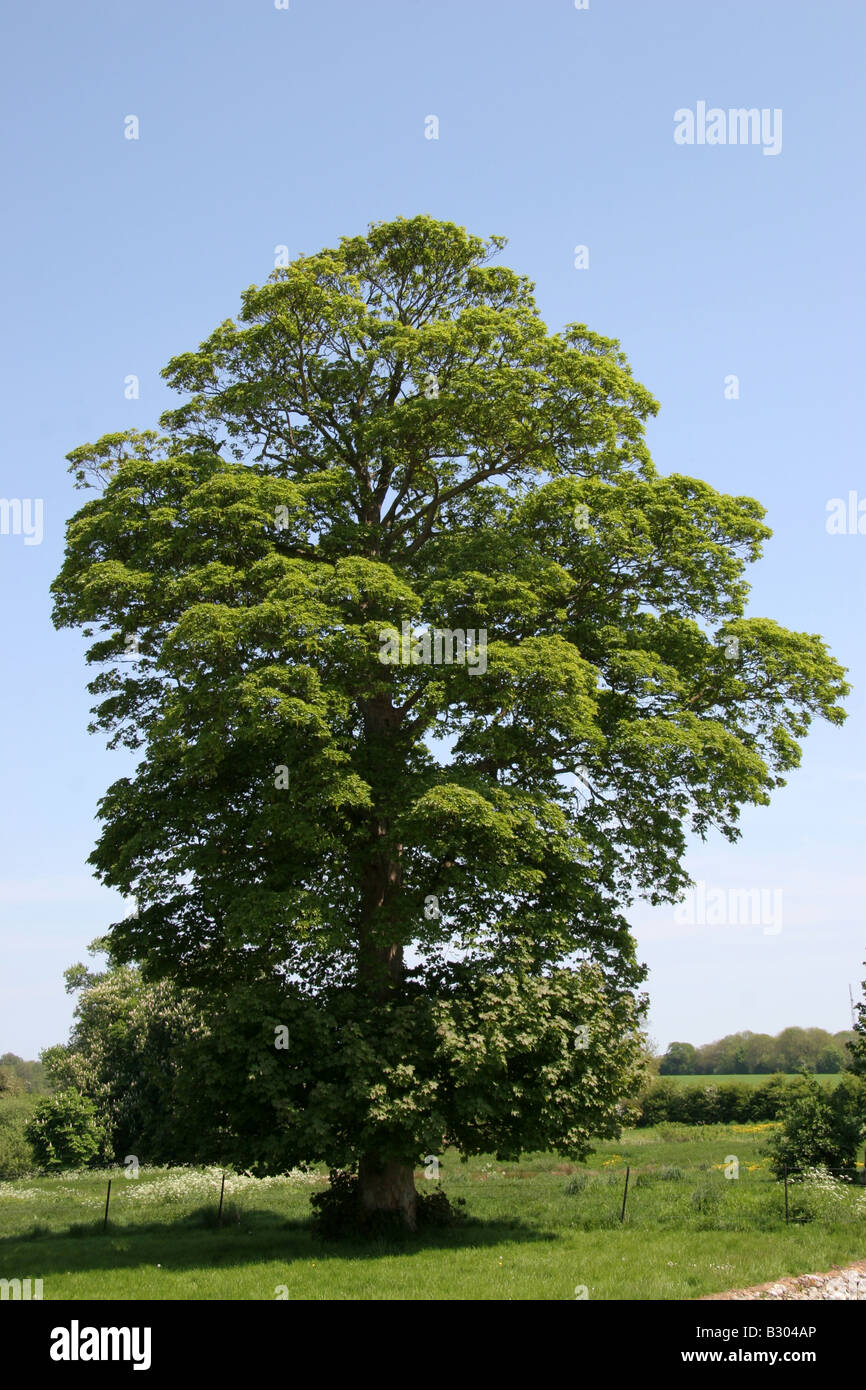 English sycamore tree hires stock photography and images Alamy