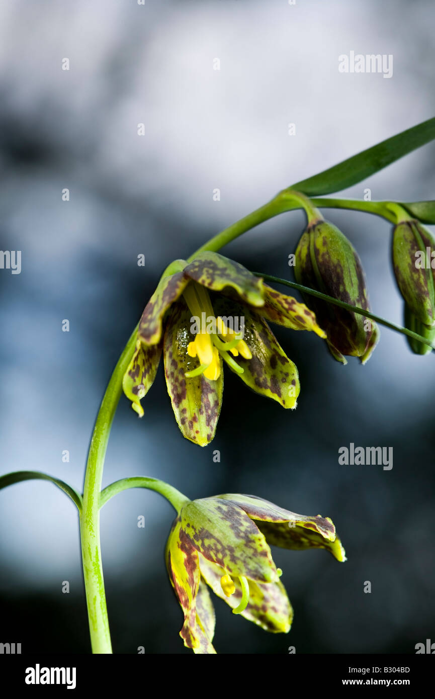 checker lily Stock Photo