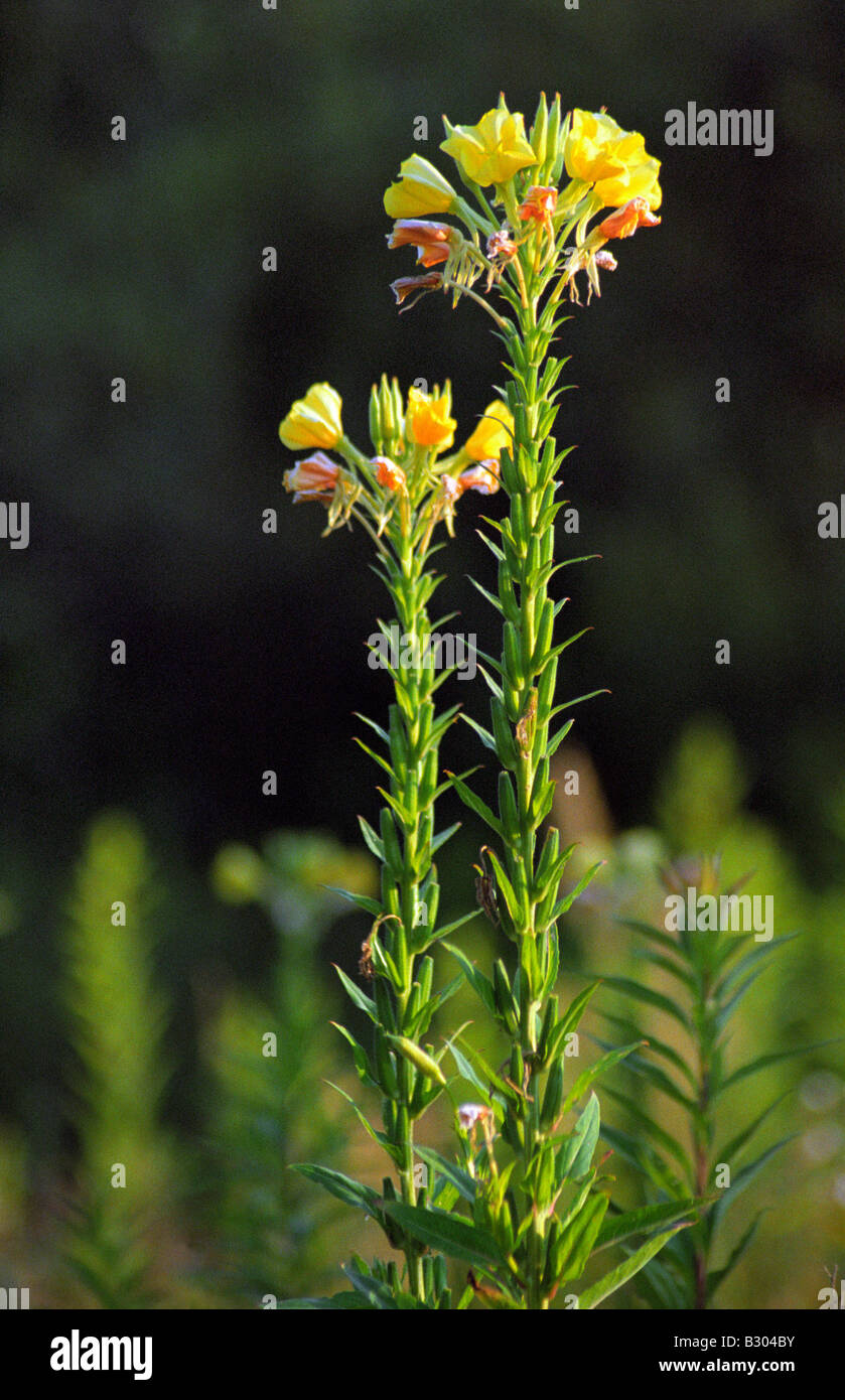 Oenothera biennis , Common evening primrose or Evening star Stock Photo