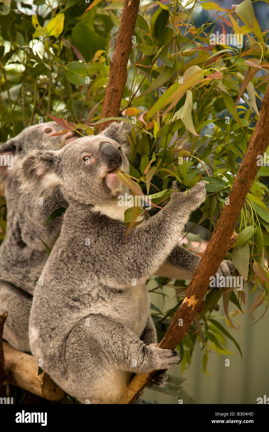 Koalas Lone Pine Koala Sanctuary Brisbane Queensland Australia Stock Photo
