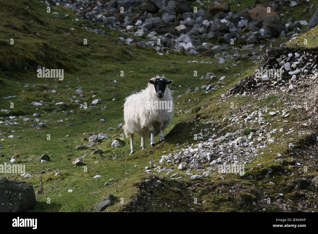 Highland Ram sheep Stock Photo