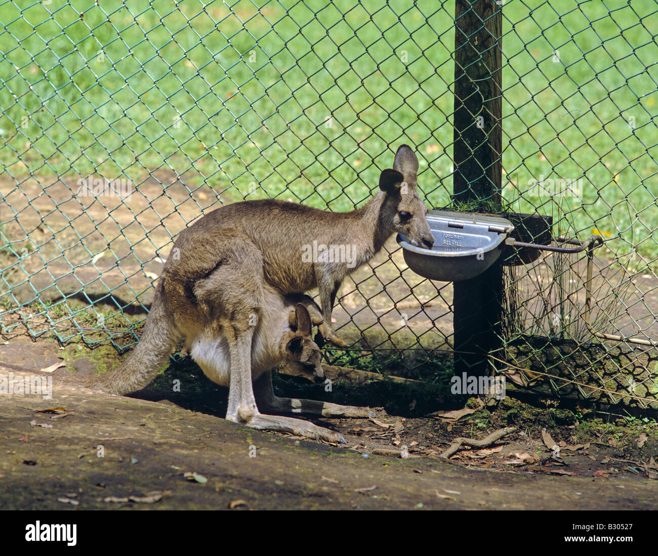 A Female Kangaroo with a Joey in her Pouch drinks water at the Koala