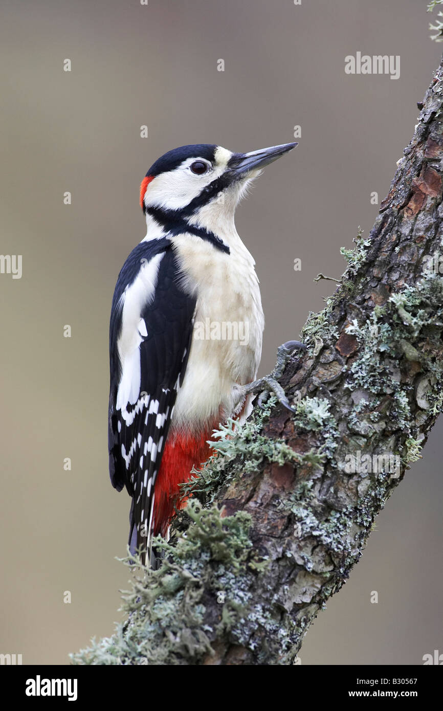 Great Spotted Woodpecker (Dendrocopos major), adult male perched on branch Stock Photo