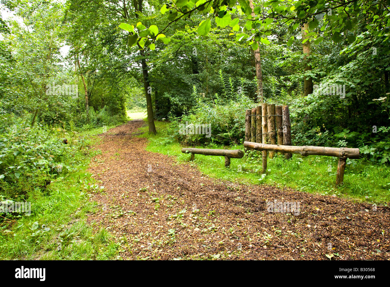 woodchip path through a woodland Stock Photo