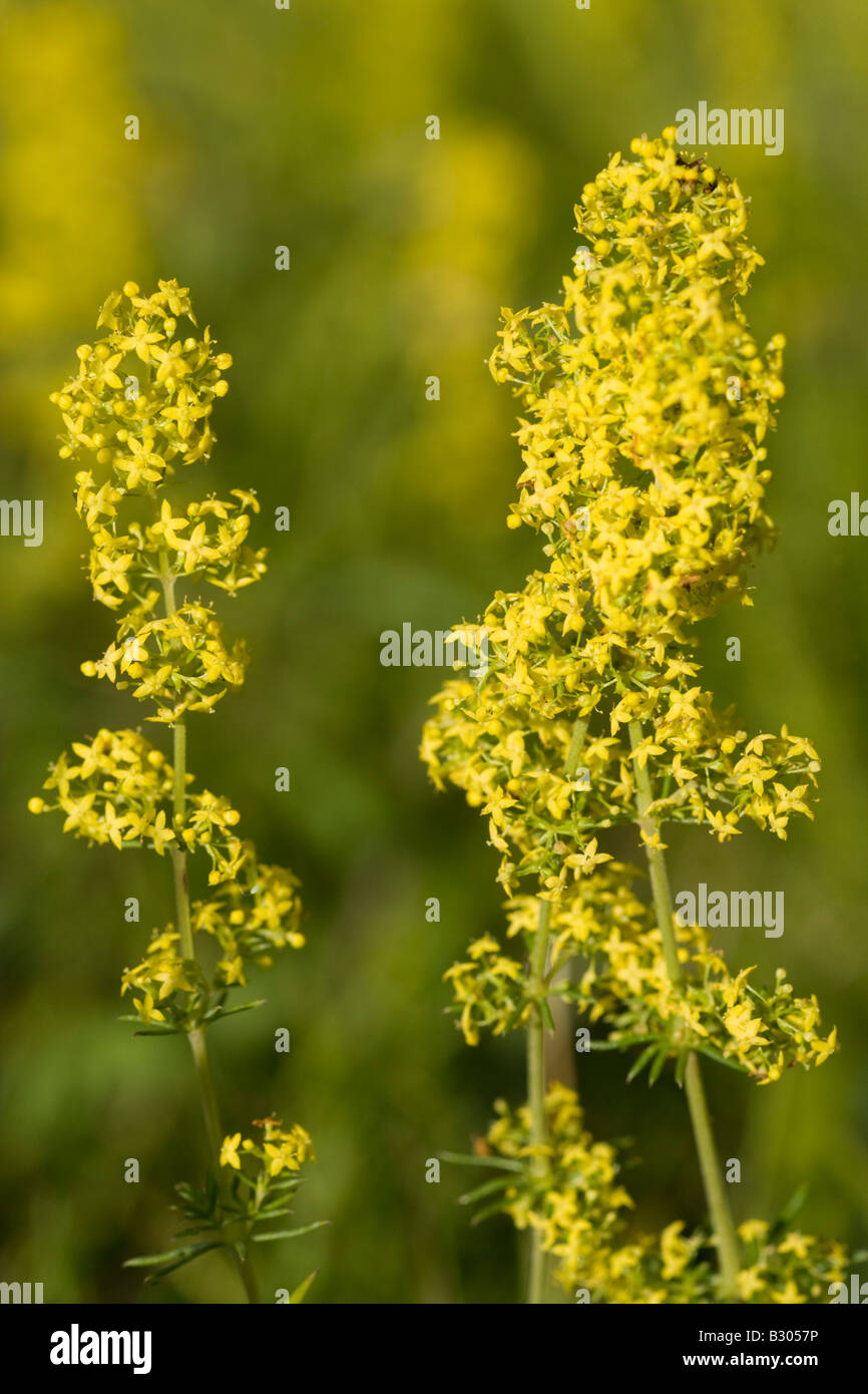 Galium verum, Lady's Bedstraw in flower in a lancashire nature reserve Stock Photo