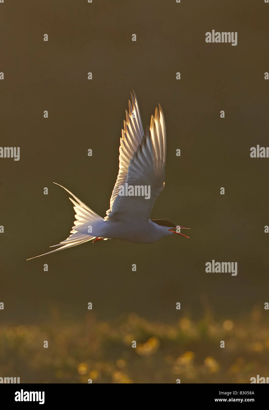 Arctic Tern (Sterna paradisaea), adult in flight in late evening light Stock Photo