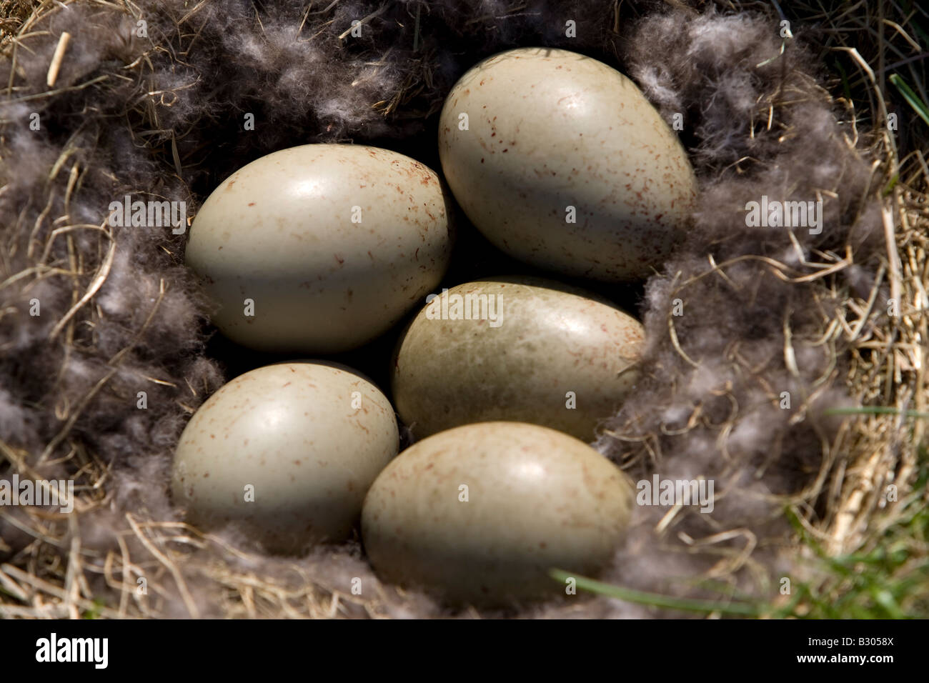 Eggs in a nest at Illugastadir north of Iceland Stock Photo