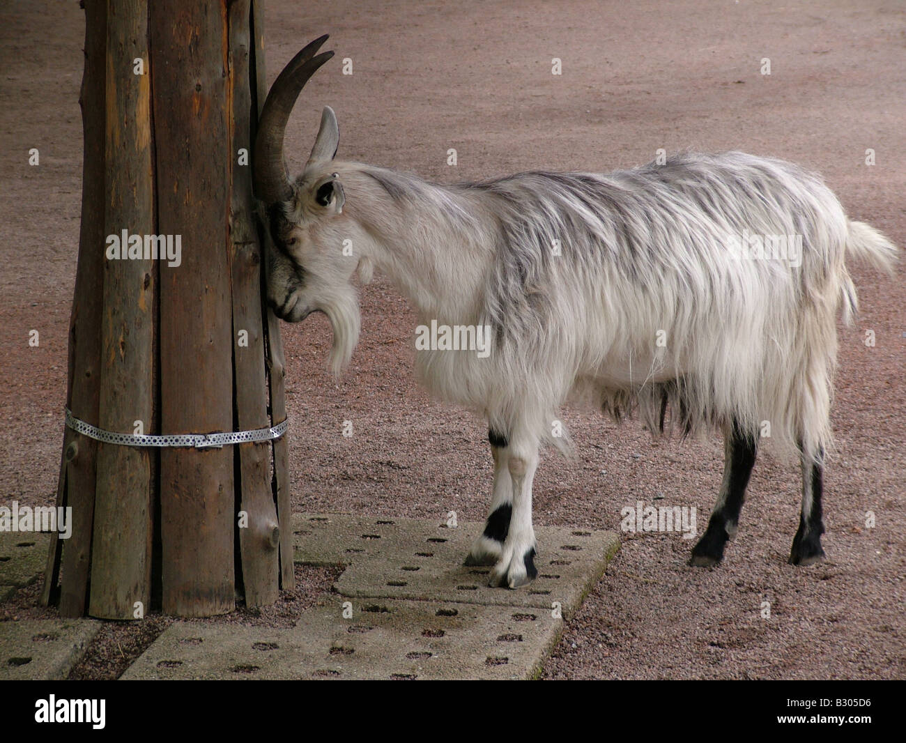 Male billy goat going mad Stock Photo Alamy