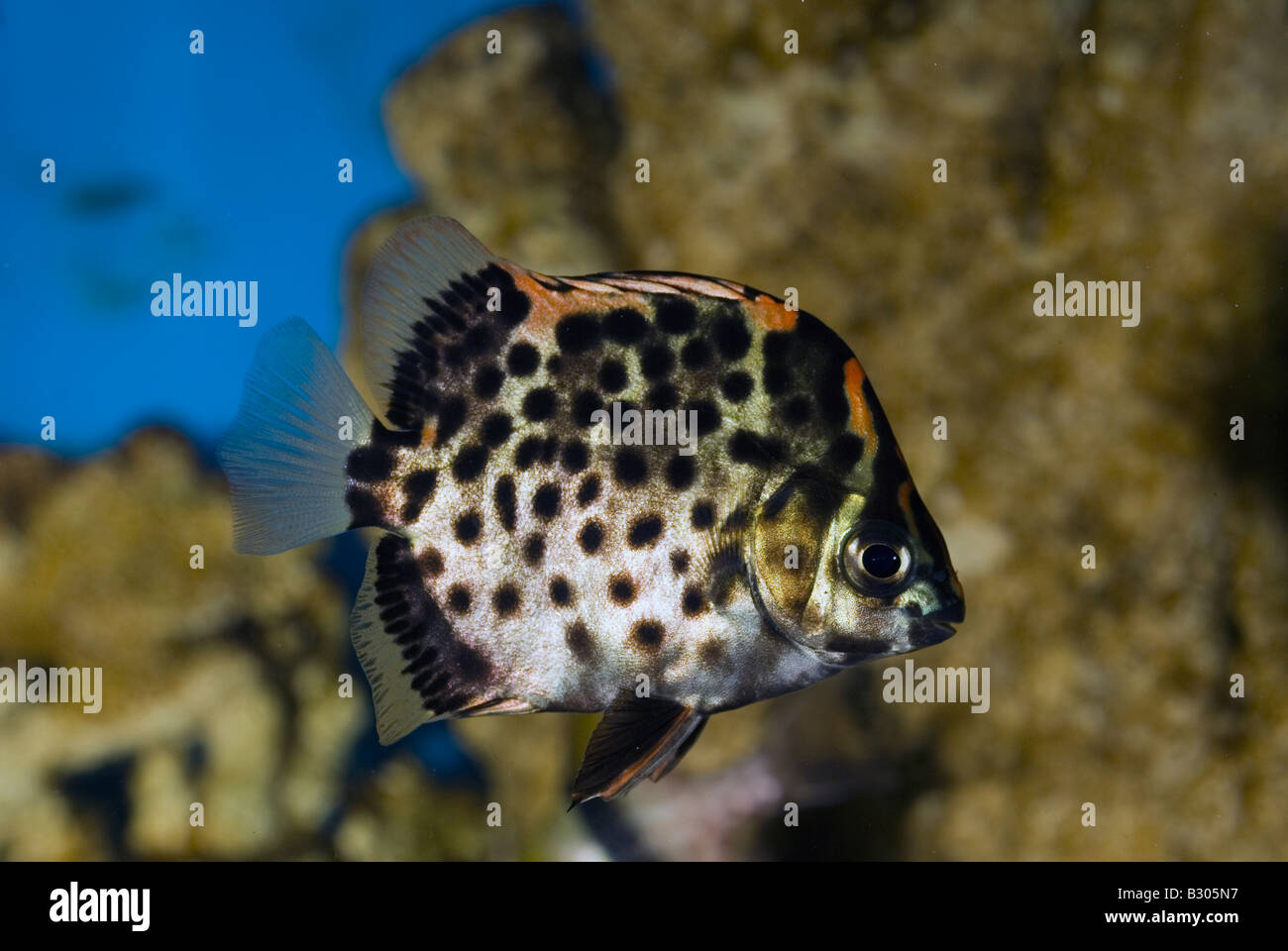 Argus fish scat, Scatophagus argus, Scatophagidae Stock Photo