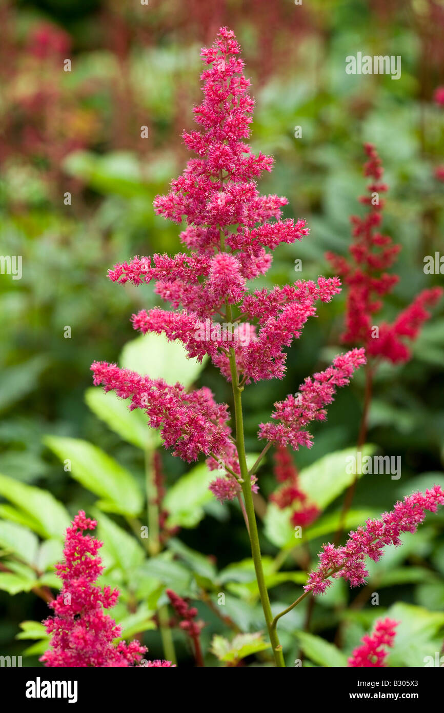 Astilbe Arendsii Burgunderrot Stock Photo Alamy