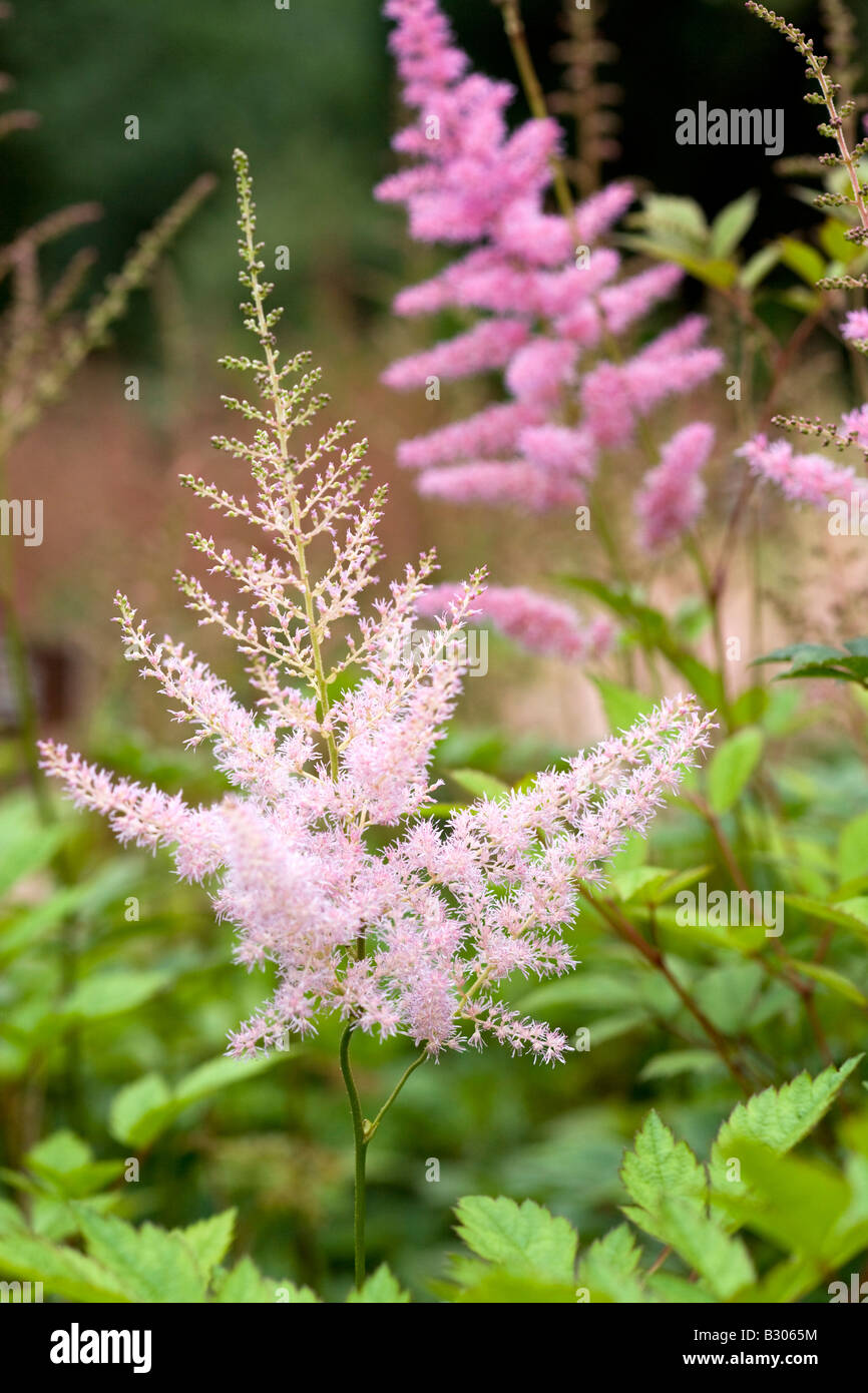 Astilbe arendsii 'Ceres' Stock Photo