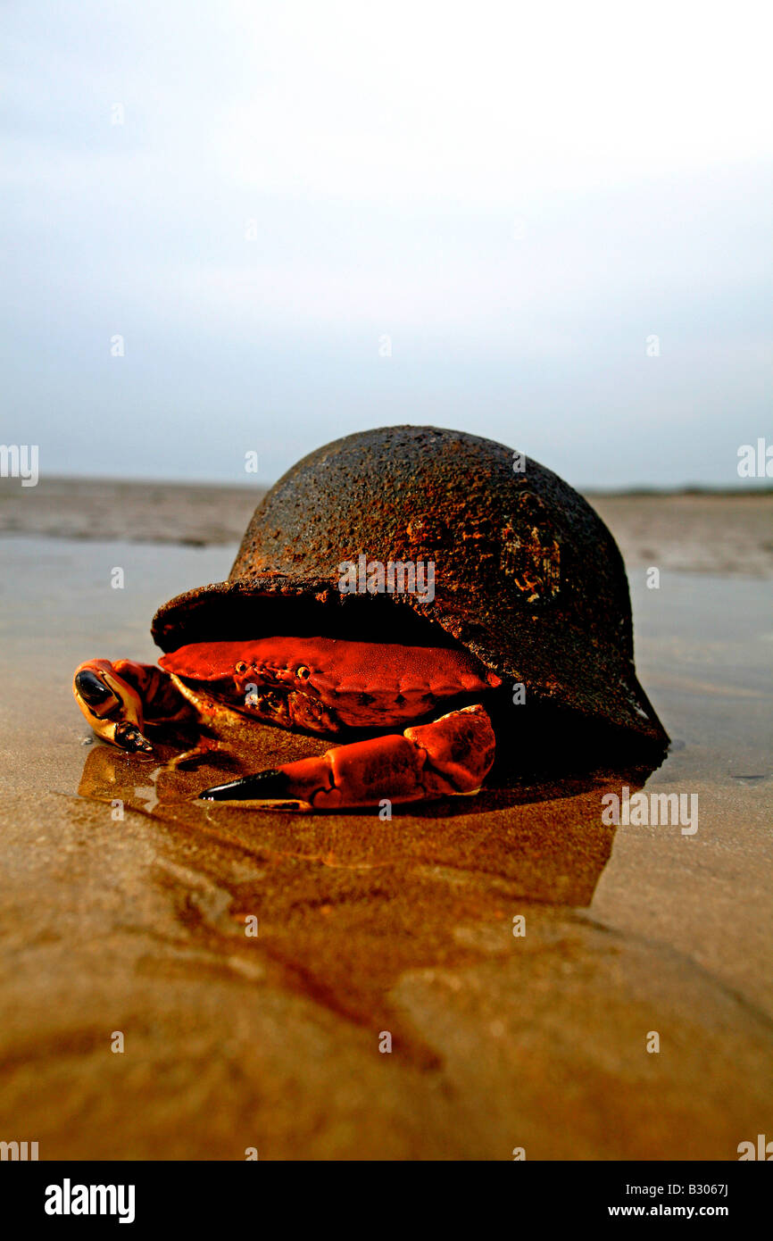 A Crab Makes a home in a German D Day War Helmet on Utah Beach Normandy France Stock Photo