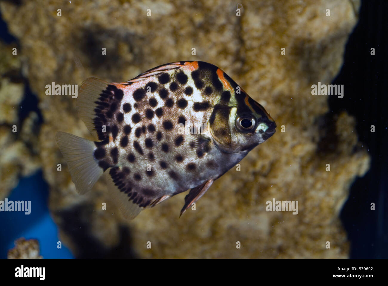 Argus fish scat, Scatophagus argus, Scatophagidae Stock Photo