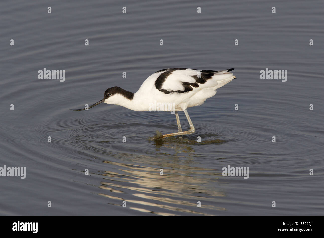 Pied Avocets wading at Minsmere Stock Photo