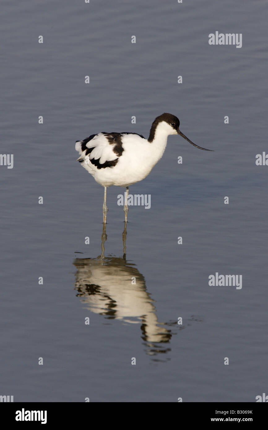 Pied Avocet wading at Minsmere Stock Photo
