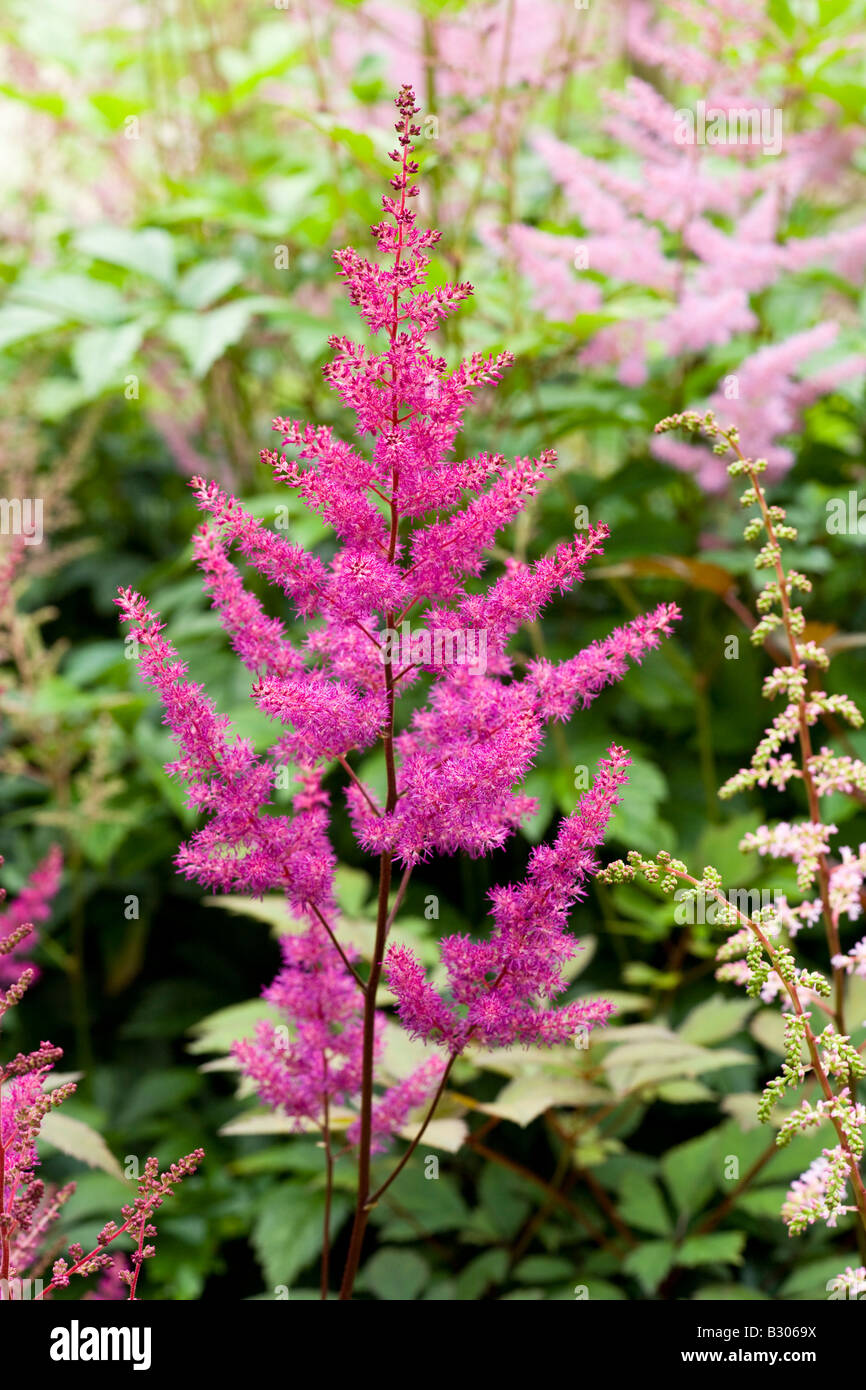 Astilbe Arendsii Graeme Iddon Stock Photo Alamy