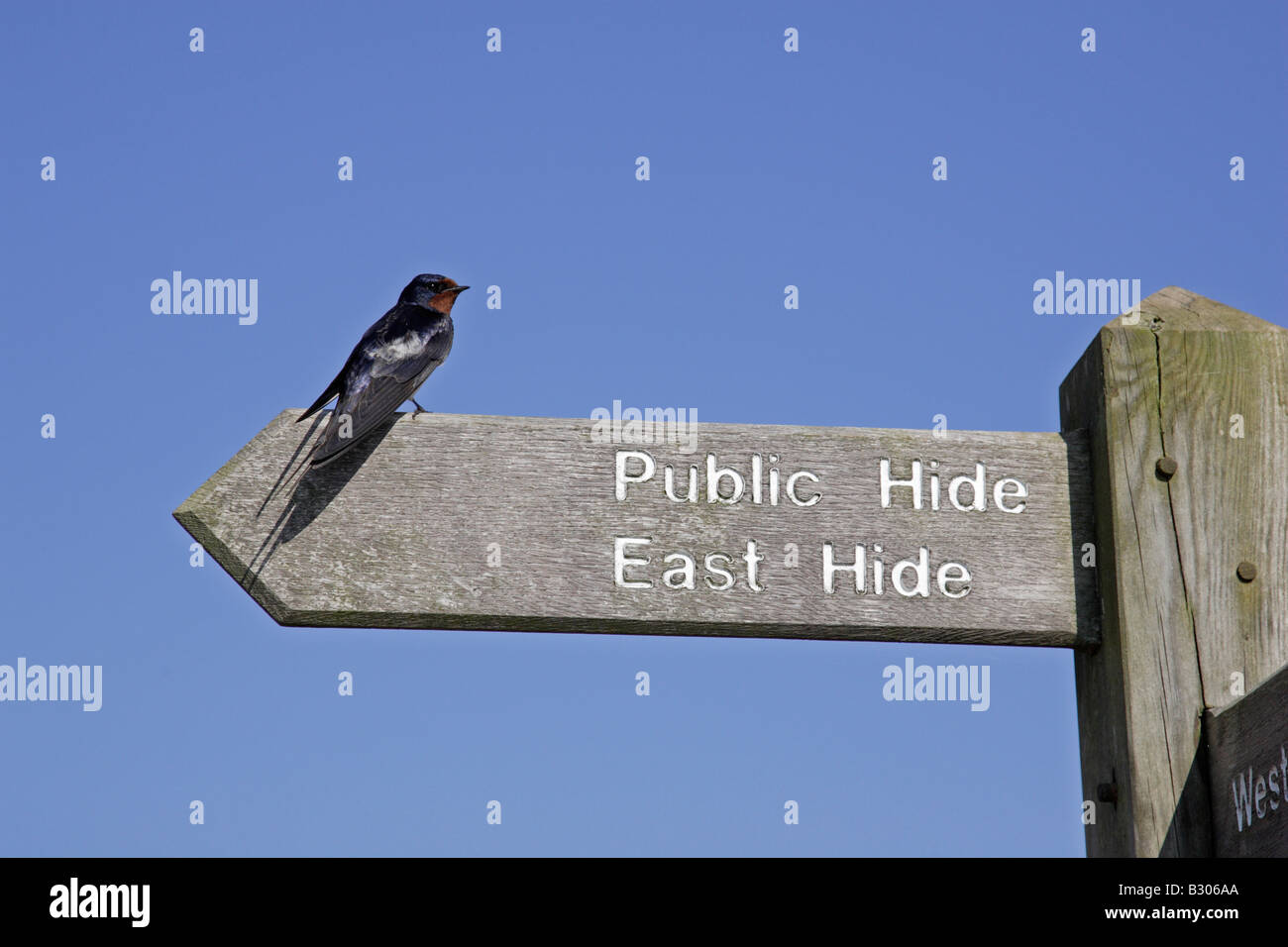 Barn Swallow on footpath sign at Minsmere Stock Photo