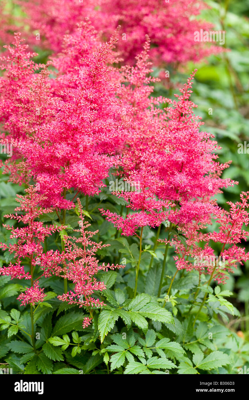 Astilbe Arendsii Drum And Base Stock Photo Alamy