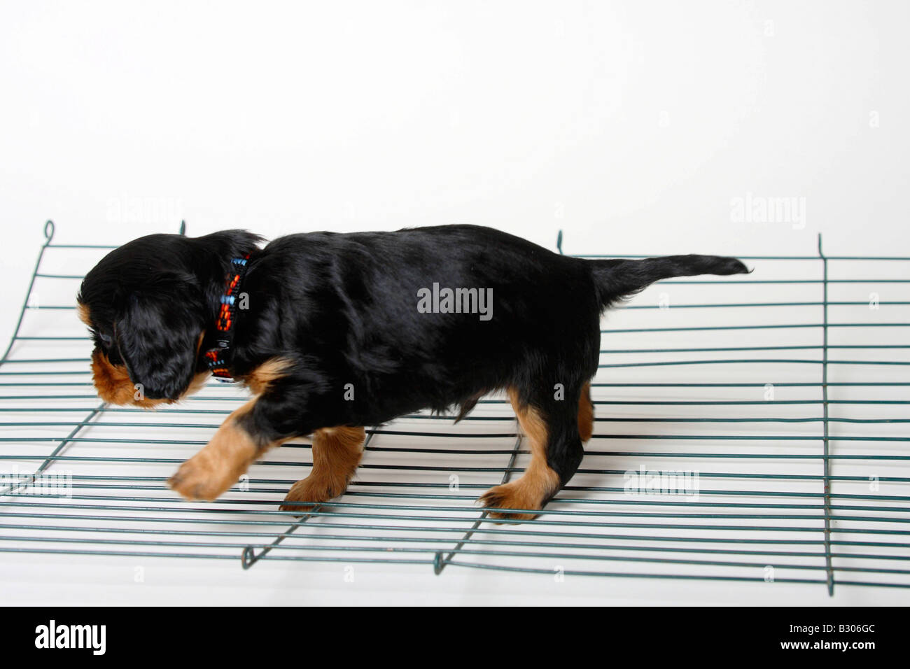 Cavalier King Charles Spaniel puppy black and tan 5 weeks walking over grate learning to know undergrounds Stock Photo
