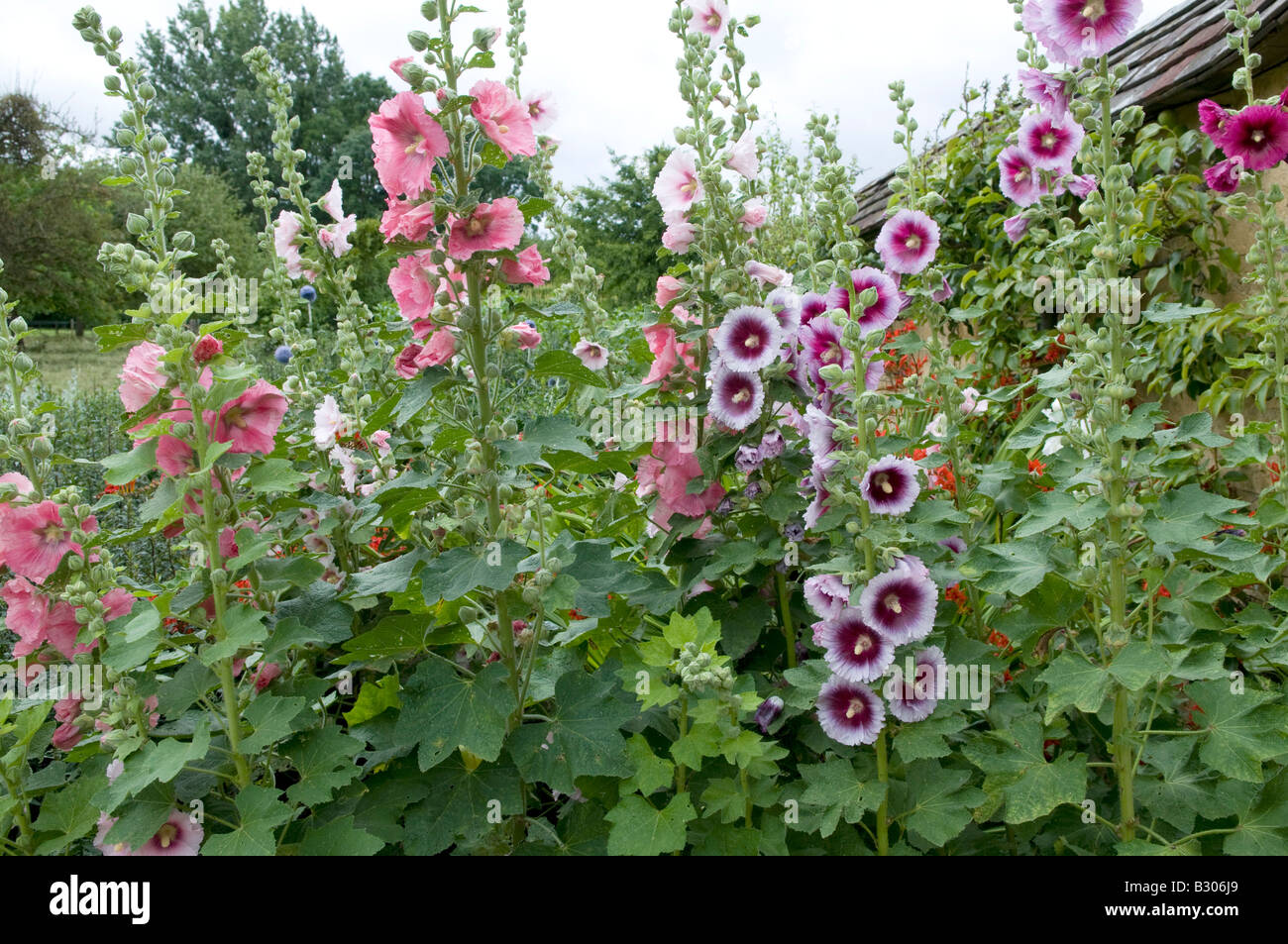 White double hollyhock hi-res stock photography and images - Alamy