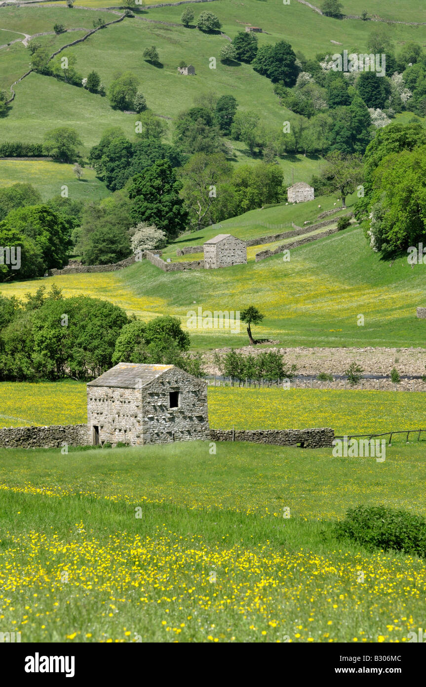 Traditional stone barns dry stone walls and wildflower meadows near Gunnerside Swaledale Yorkshire Dales National Park England Stock Photo