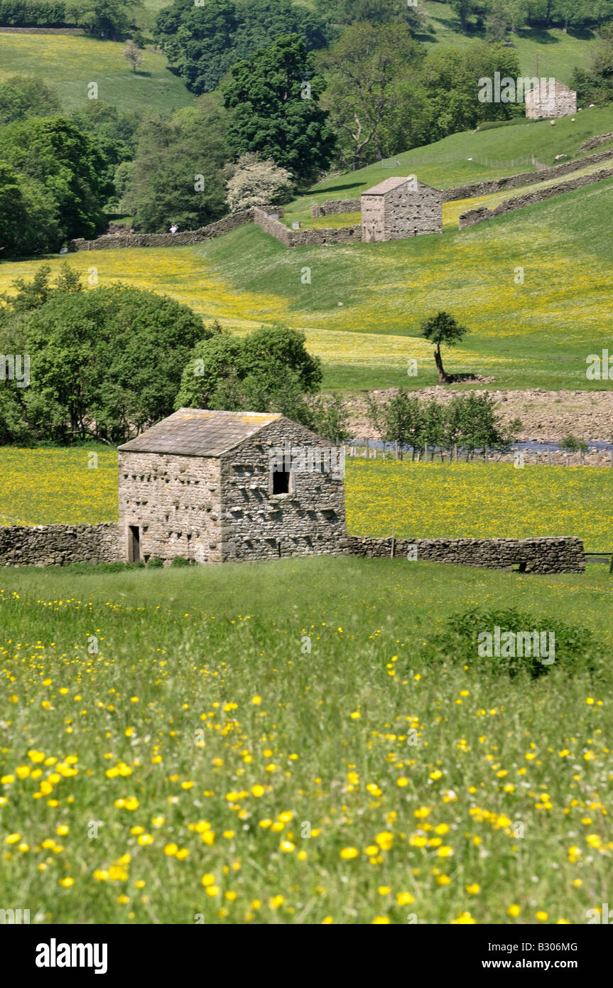 Traditional stone barns dry stone walls and wildflower meadows near Gunnerside Swaledale Yorkshire Dales National Park England Stock Photo