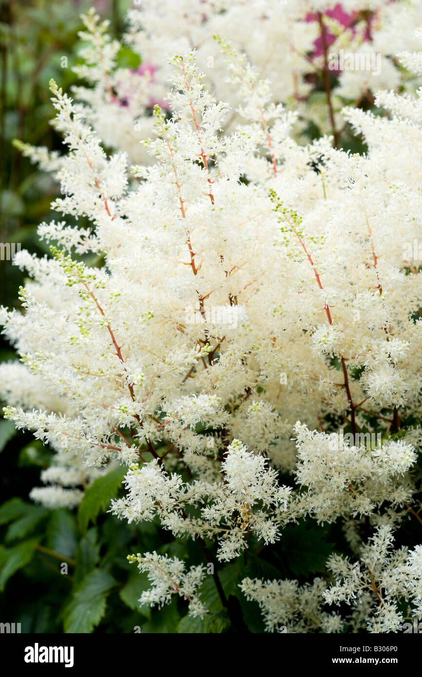 flowers of a white astilbe Stock Photo