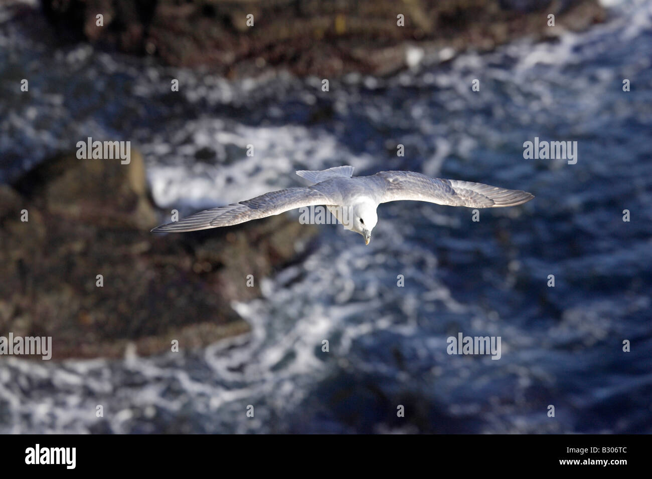 Northern Fulmar in flight Stock Photo