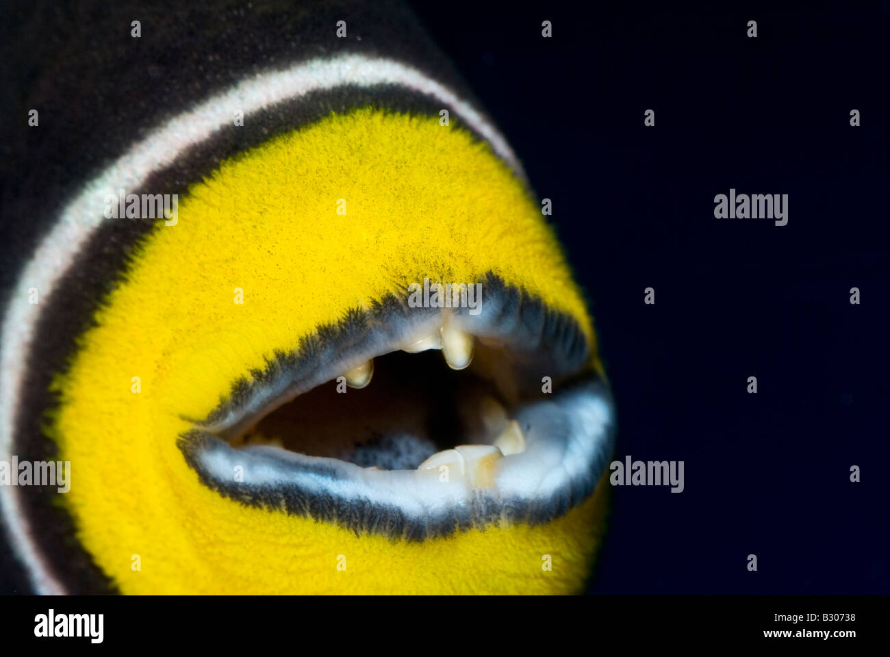 Teeths of Clown triggerfish Balistoides conspicillum, Balistidae Stock Photo