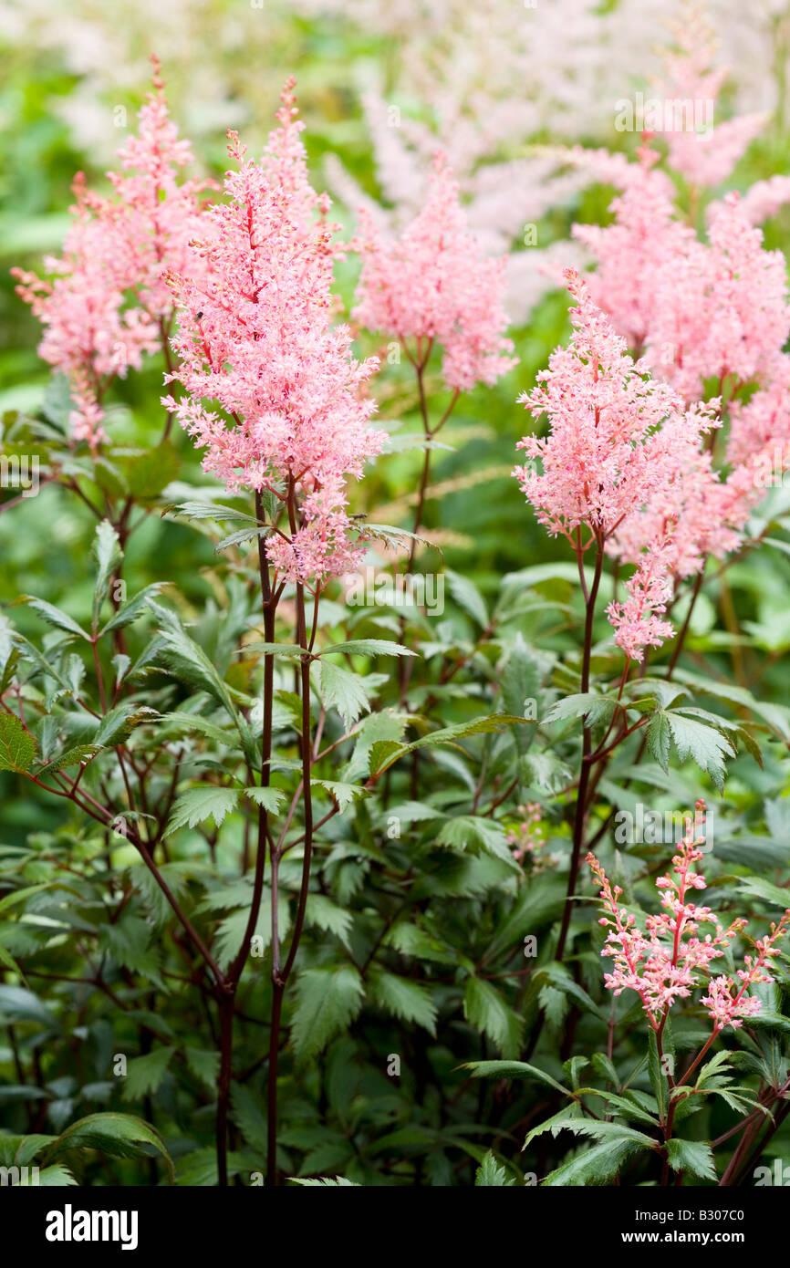 Astilbe arendsii 'Lollypop' Stock Photo