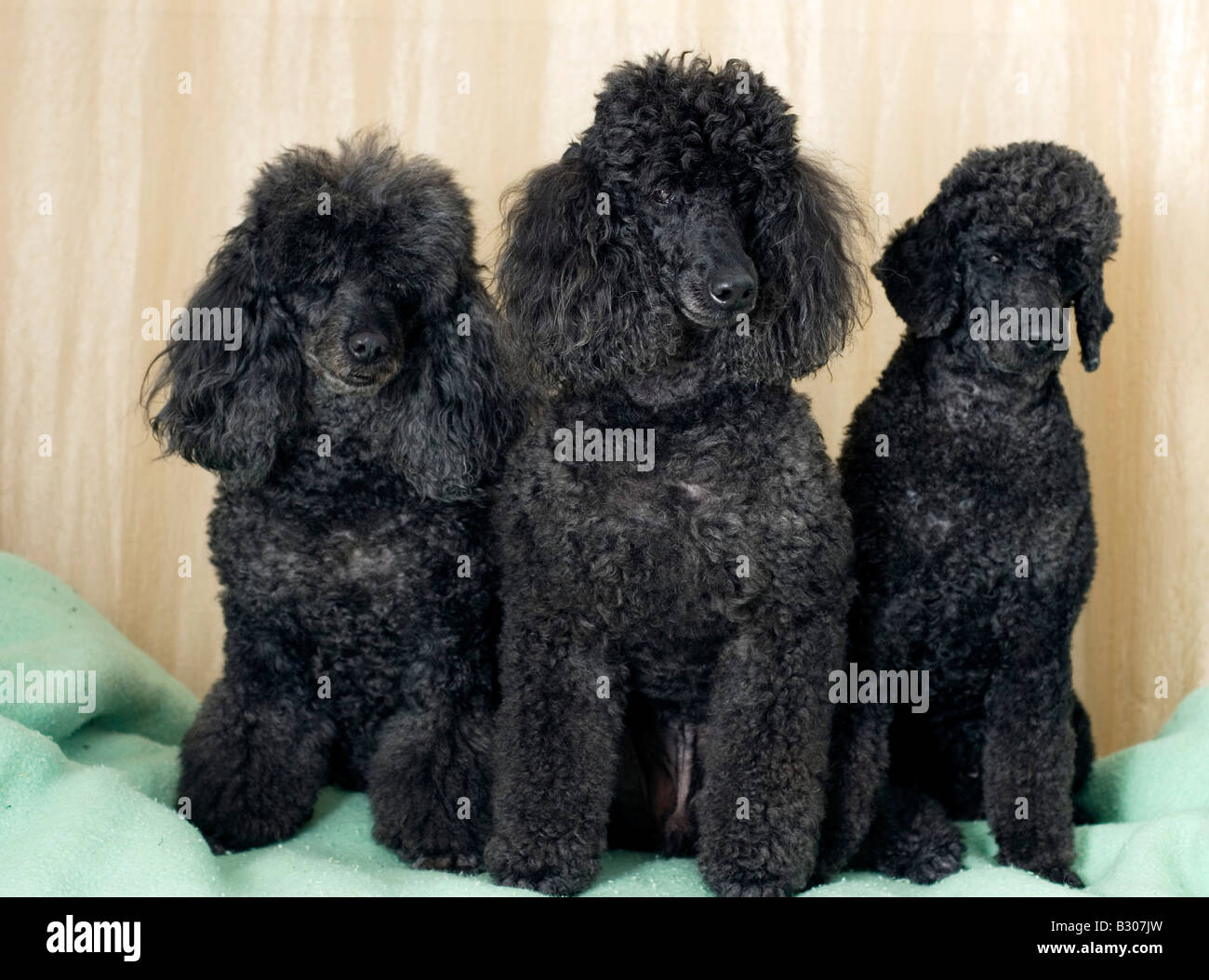 Black miniature poodle breed hi-res stock photography and images - Alamy