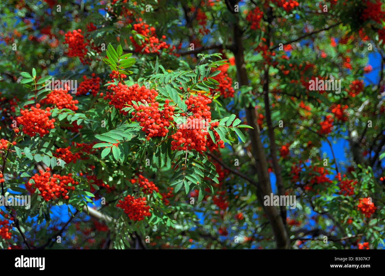 Sorbus aucuparia , Rowan or European Rowan  - fruit Stock Photo