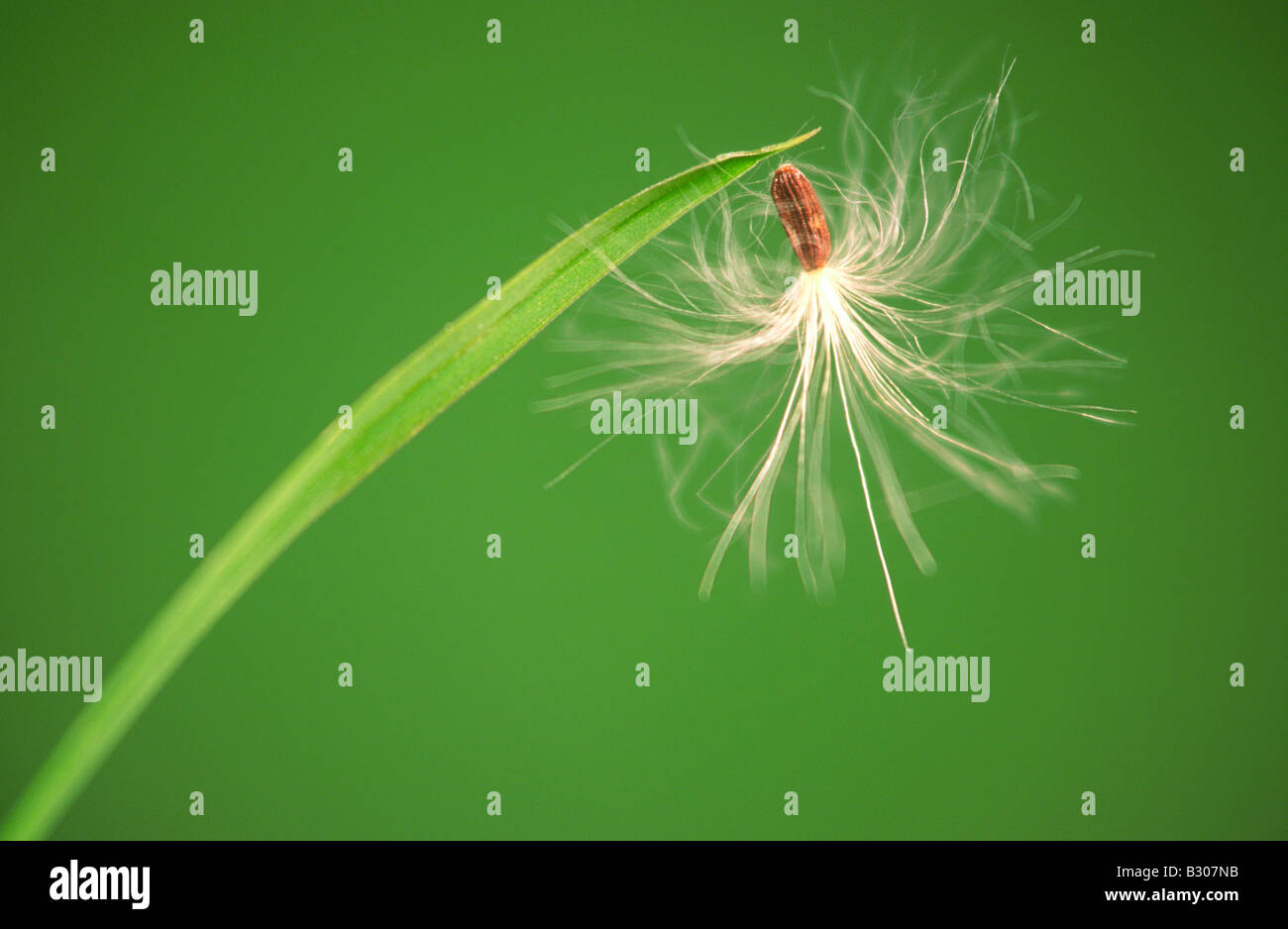 "Seed Head" Hanging on a Blade of Grass Stock Photo