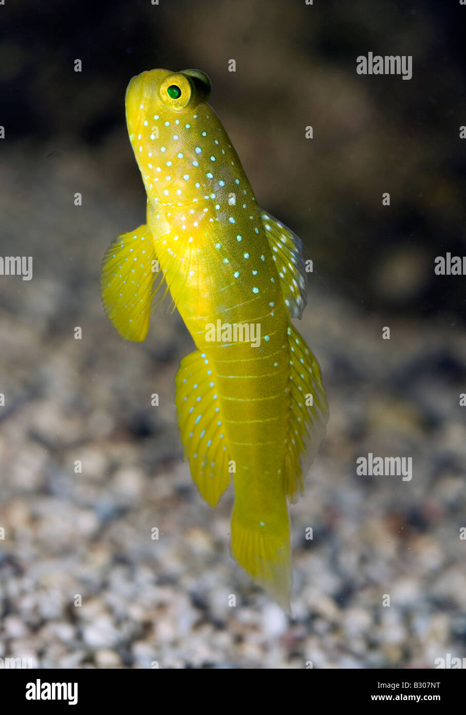 Yellow shrimp goby, Cryptocentrus cinctus, Indo-pacific Ocean, Gobidae Stock Photo