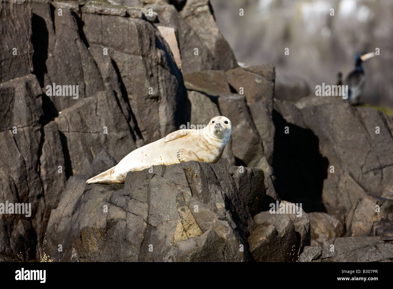 Adult grey seal (Halichoerus grypus) resting on rocks off Isle of May, Firth of Forth, Scotland Stock Photo