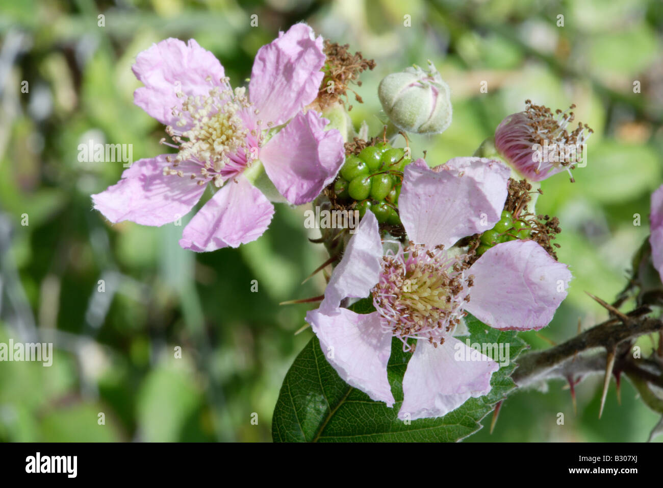 Blackberry flowers Stock Photo