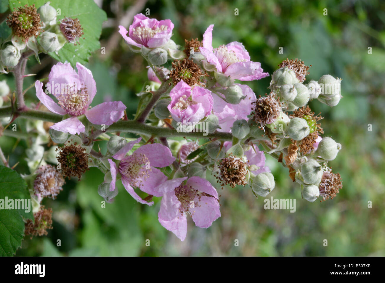 Blackberry flowers Stock Photo