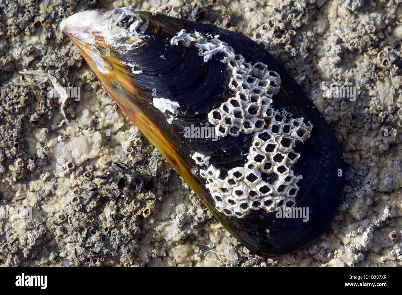 Barnacles on a 'Common Blue Mussel' Stock Photo