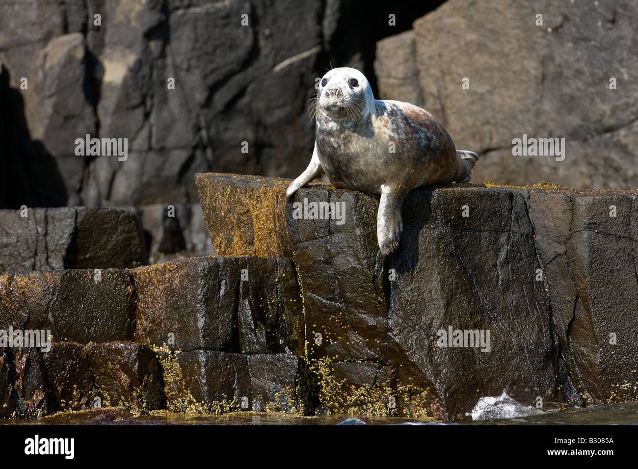 Adult grey seal (Halichoerus grypus) on resting rocks off Isle of May, Firth of Forth, Scotland Stock Photo